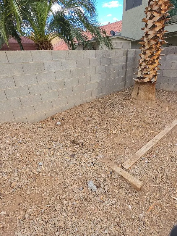 The same backyard after cleanup, gravel clear under the palm